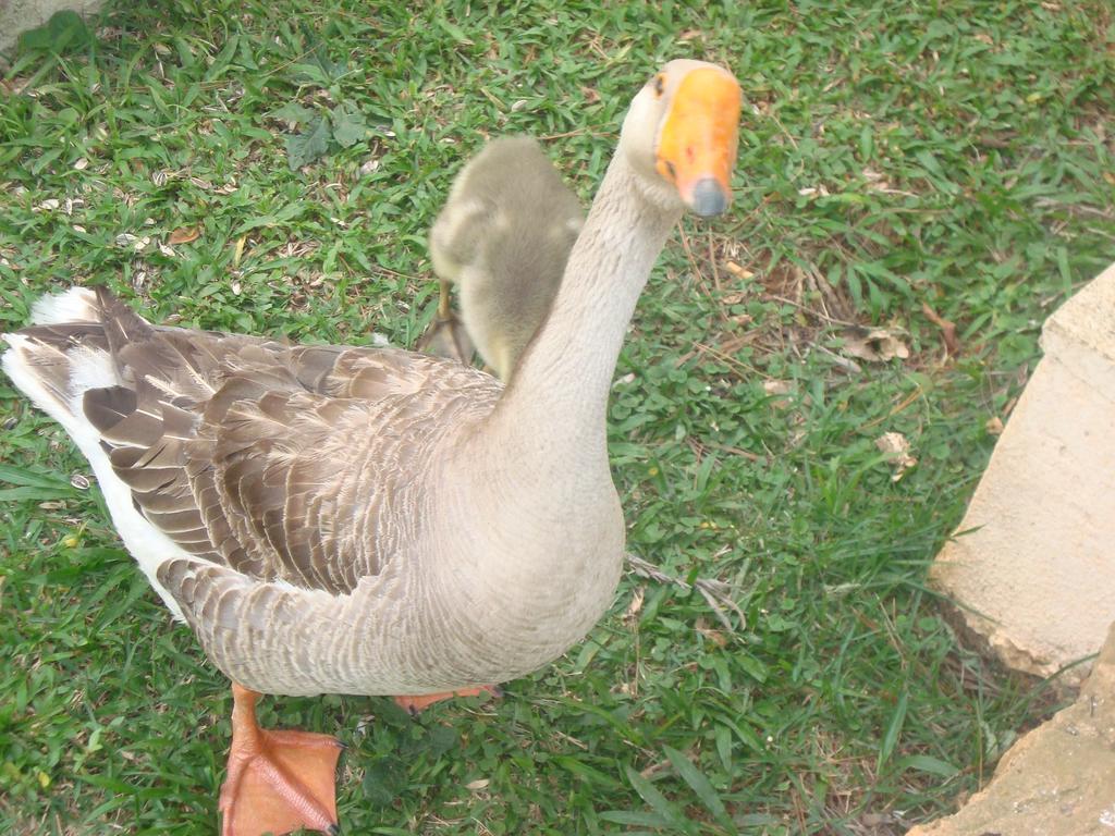 Hotel Fazenda Floresta Do Lago Socorro  Εξωτερικό φωτογραφία