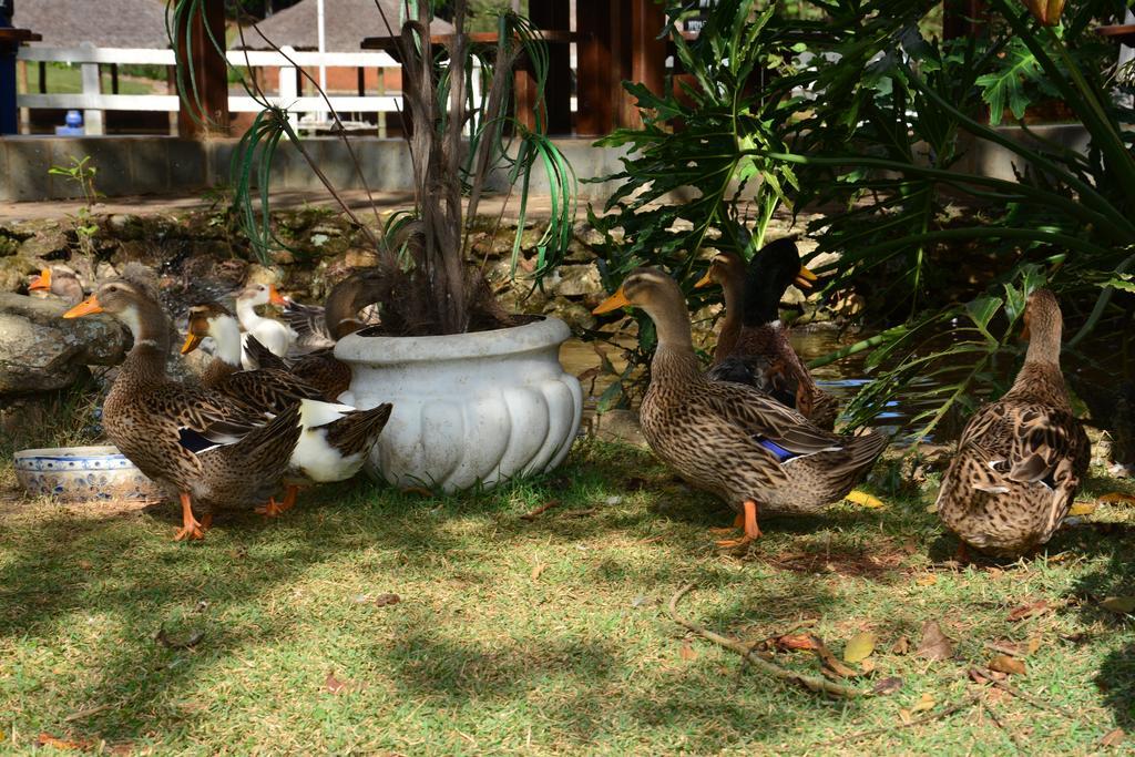 Hotel Fazenda Floresta Do Lago Socorro  Εξωτερικό φωτογραφία